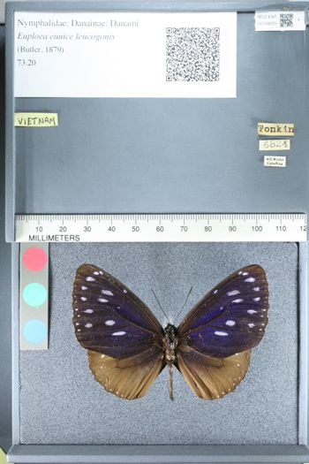 Media type: image;   Entomology 159070